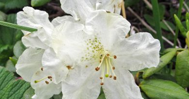 РОДОДЕНДРОН ЗОЛОТИСТЫЙ (Rhododendron aureum georgi.)