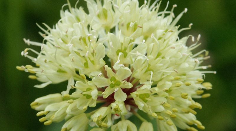 ЛУК ПОБЕДНЫЙ (Allium victoralis L.)