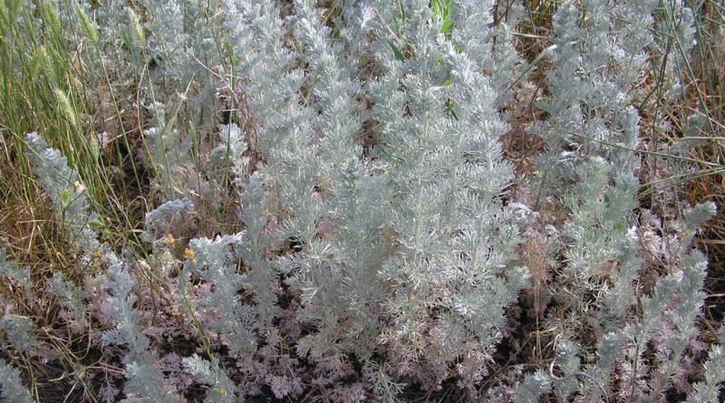 ПОЛЫНЬ АВСТРИЙСКАЯ (Artemisia austriaca Jacq.)