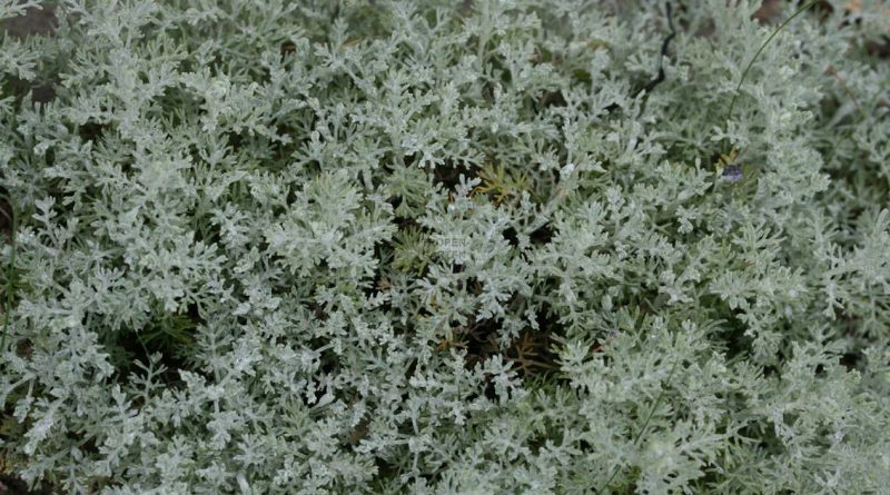 ПОЛЫНЬ МОРСКАЯ (полынь приморская) (Artemisia maritima L.)