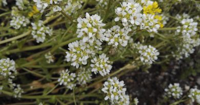 ЛОЖЕЧНАЯ ТРАВА (Cochlearia arctica Schl. (Cochlearia officinalis L.).)