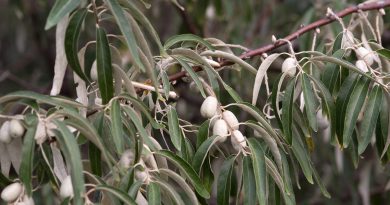 ЛОХ УЗКОЛИСТНЫЙ (лох обыкновенный) (Elaeagnus angustifolia L.)