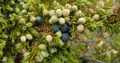 МОЖЖЕВЕЛЬНИК ОБЫКНОВЕННЫЙ (Juniperus communis L.)