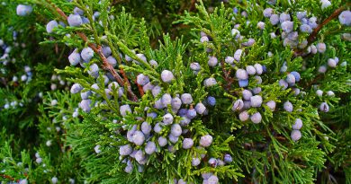 МОЖЖЕВЕЛЬНИК КАЗАЦКИЙ (Juniperus sabina L.)