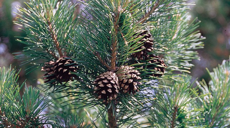 СОСНА ОБЫКНОВЕННАЯ (сосна лесная) (Pinus silvestris L.)