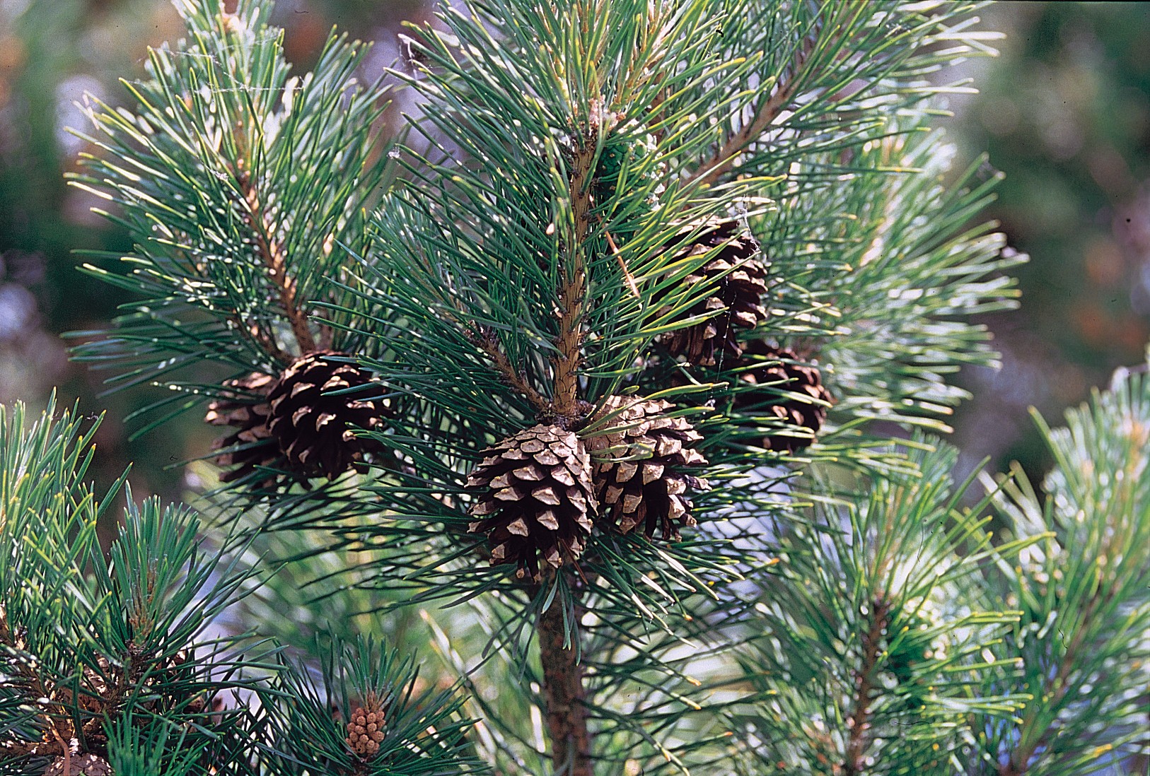 Хвойные сосновые. Pinus Sylvestris. Pinus Sylvestris сосна Лесная. Сосна обыкновенная Пиния. Сосна обыкновенная Pinus Sylvestris l.