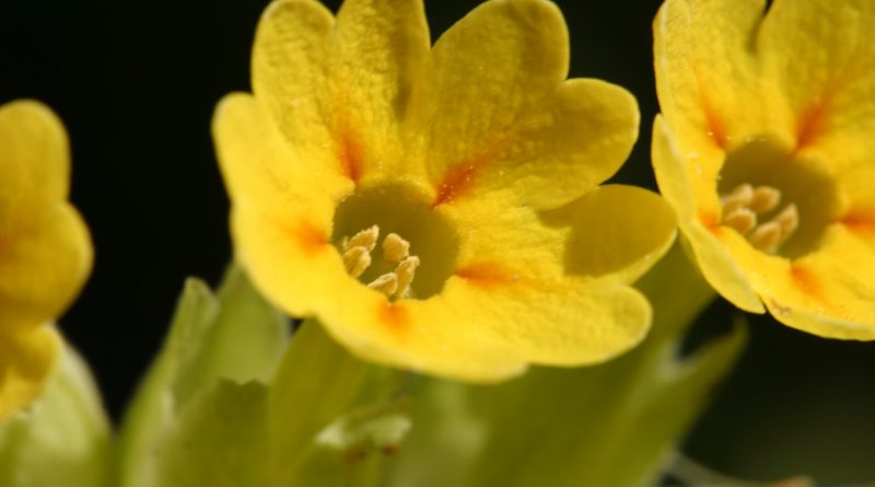 ПЕРВОЦВЕТ ЛЕКАРСТВЕННЫЙ (Primula officinalis (L.) Hill.)