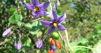 ПАСЛЕН СЛАДКО-ГОРЬКИЙ (Solanum dulcamara L.)