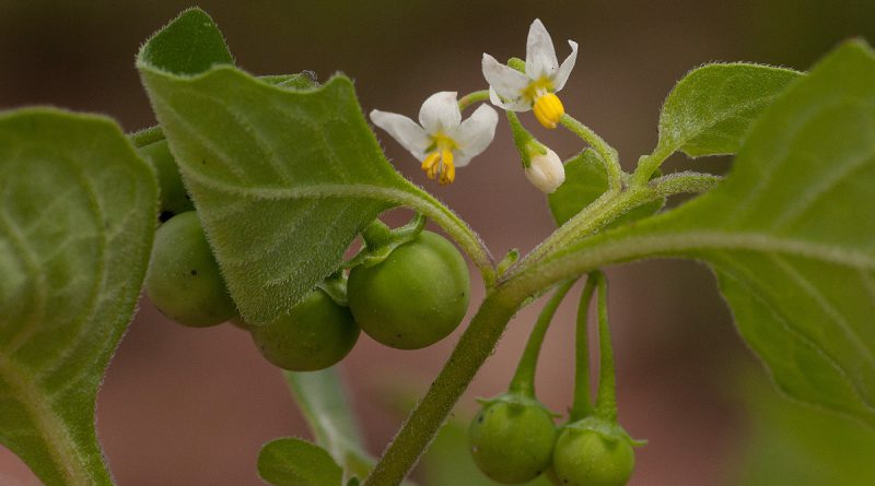 ПАСЛЕН ЧЕРНЫЙ (Solanum nigrum L.)