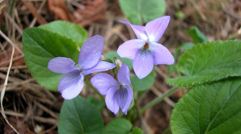 ФИАЛКА ОПУШЕННАЯ (Viola hirta L.)