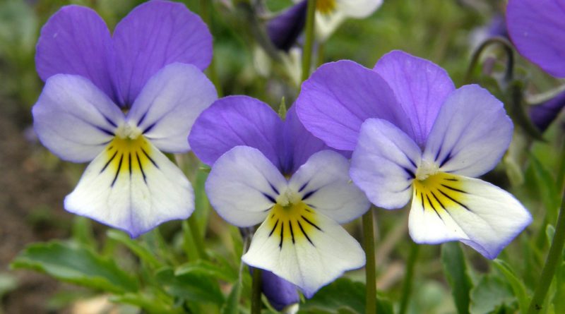 ФИАЛКА ПОЛЕВАЯ (Viola tricolor L.)