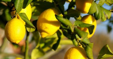 ЛИМОН (Citrus limon L.)