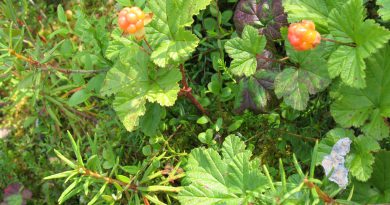МОРОШКА (Rubus chamaemorus L.)