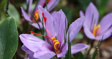 ШАФРАН ПОСЕВНОЙ (Crocus sativus L.)